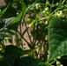 Green Bean Field in Illinois