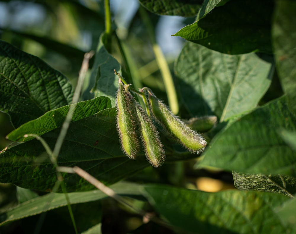Soybean Field in Illinois