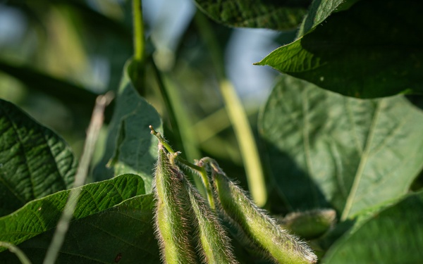 Soybean Field in Illinois