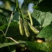 Soybean Field in Illinois