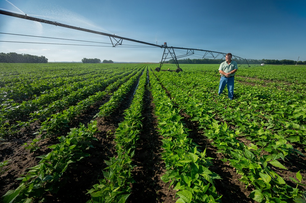 Illinois Farmer in Green Bean Field