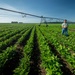 Illinois Farmer in Green Bean Field