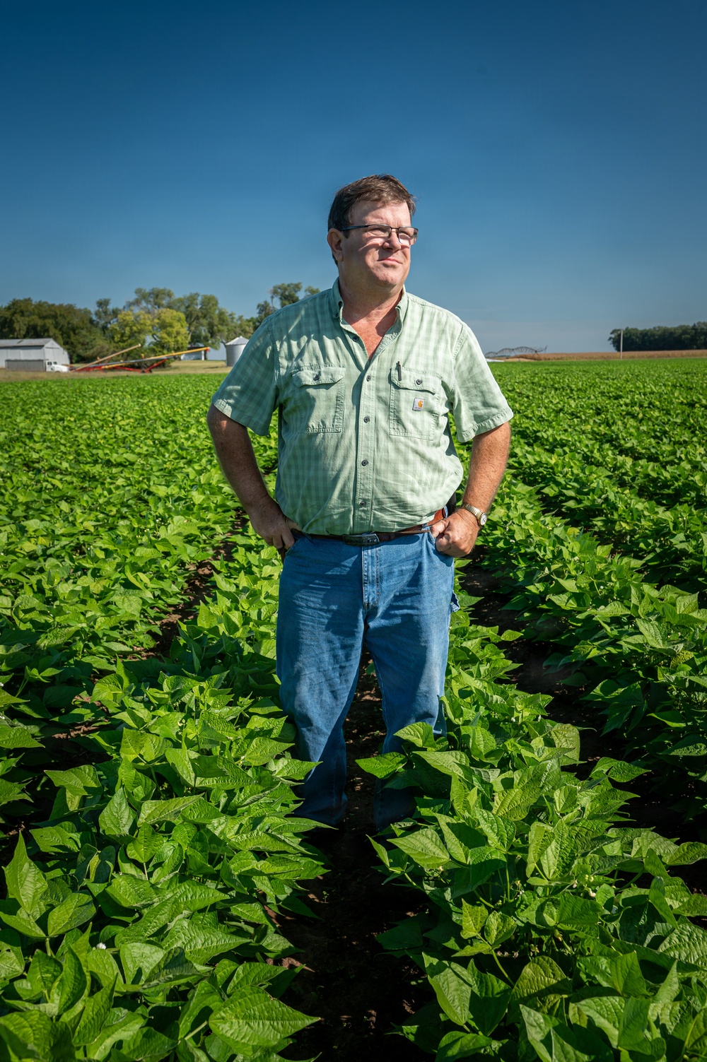 Illinois Farmer in Green Bean Field