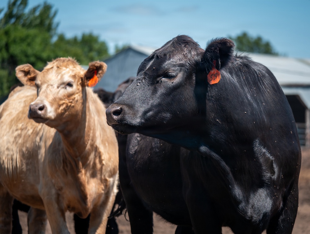 Cattle in South Dakota