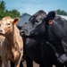 Cattle in South Dakota