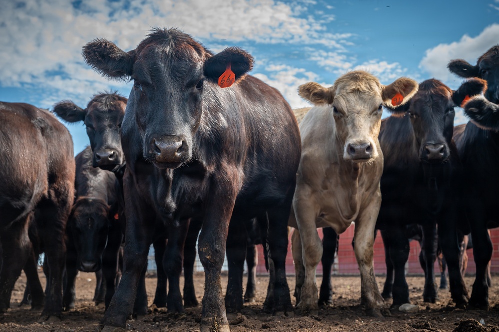 Cattle in South Dakota