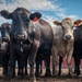 Cattle in South Dakota