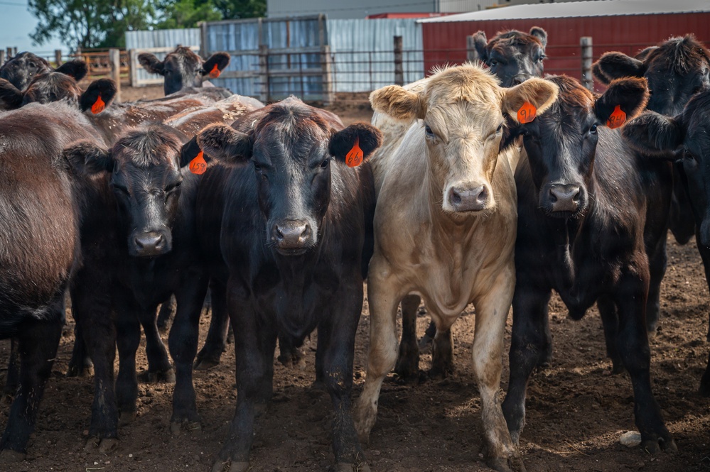 Cattle in South Dakota