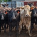 Cattle in South Dakota