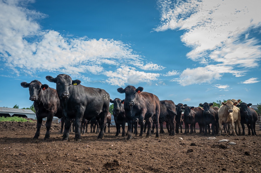 Cattle in South Dakota