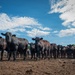 Cattle in South Dakota
