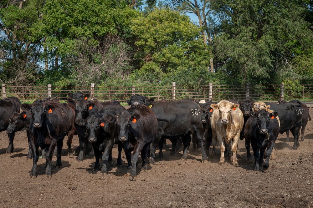 Cattle in South Dakota
