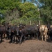Cattle in South Dakota