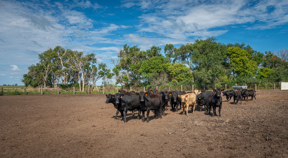 Cattle in South Dakota