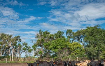 Cattle in South Dakota
