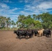 Cattle in South Dakota