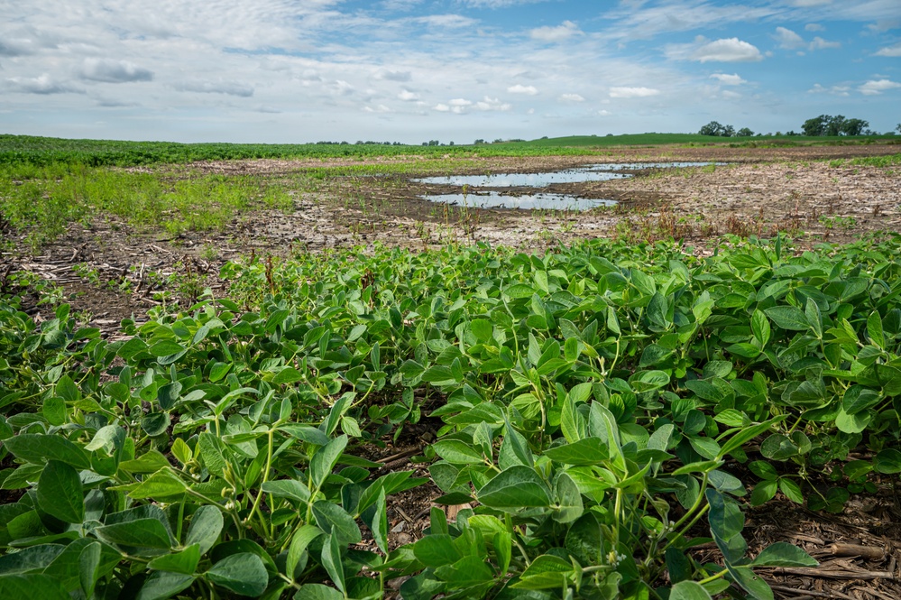Unhealthy Soybean Field