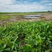 Unhealthy Soybean Field