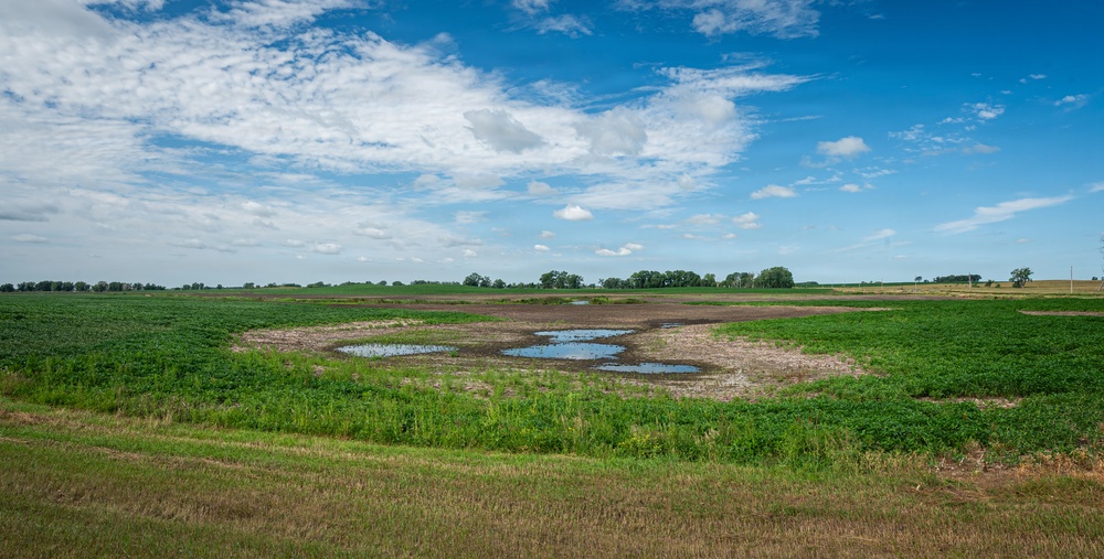 Unhealthy Soybean Field