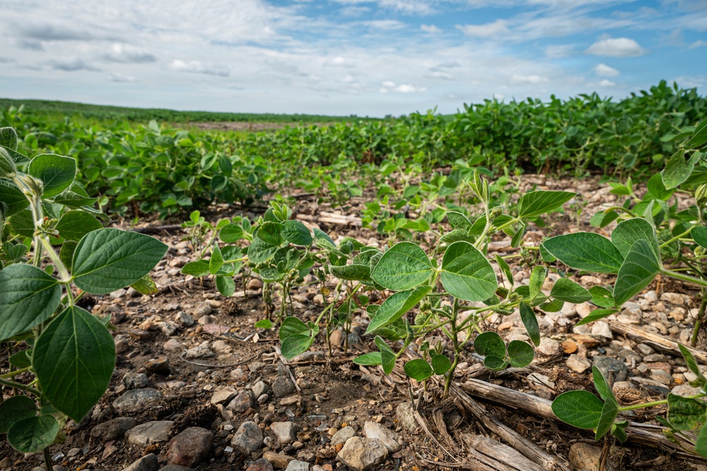 Unhealthy Soybean Field
