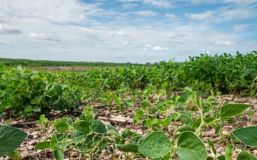 Unhealthy Soybean Field