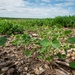 Unhealthy Soybean Field