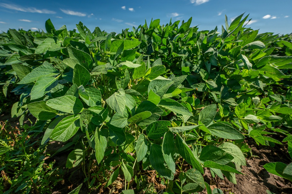 Soybean Field