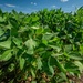 Soybean Field