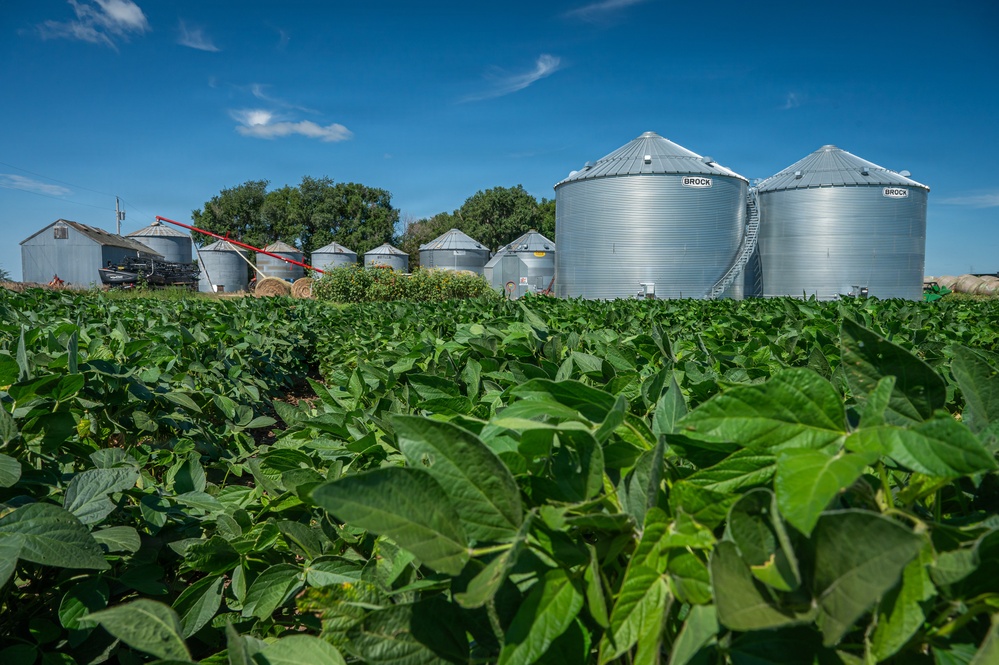Soybean Field