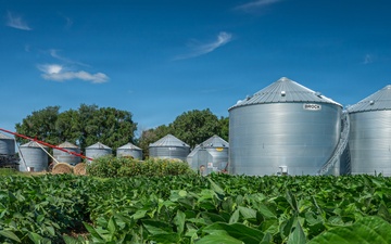 Soybean Field