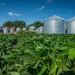 Soybean Field