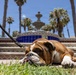 Mascot Monday Bruno at Kilo Company Family Day