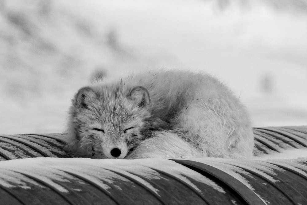 Wildlife at the Top of the World
