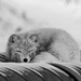 Wildlife at the Top of the World