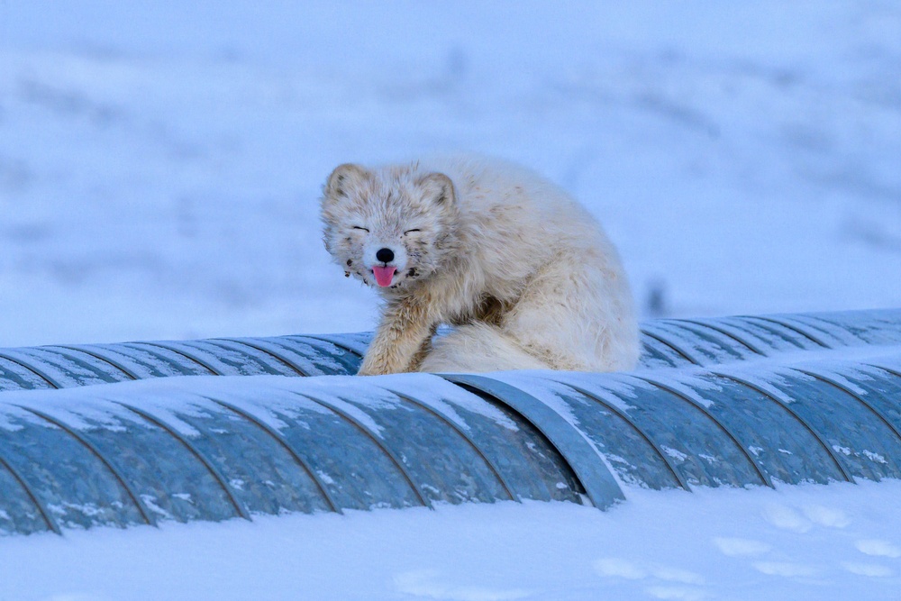 Wildlife at the Top of the World