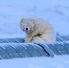 Wildlife at the Top of the World