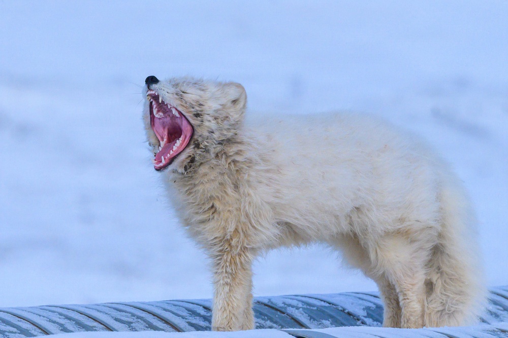 Wildlife at the Top of the World