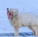 Wildlife at the Top of the World