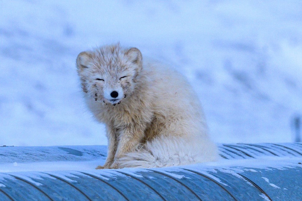 Wildlife at the Top of the World