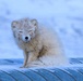 Wildlife at the Top of the World