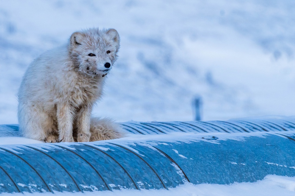 Wildlife at the Top of the World