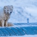 Wildlife at the Top of the World