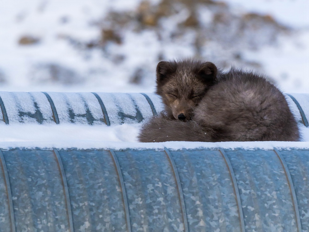 Wildlife at the Top of the World