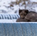 Wildlife at the Top of the World
