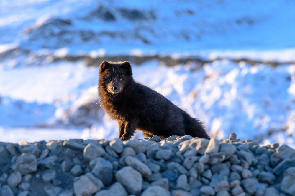 Wildlife at the Top of the World