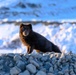 Wildlife at the Top of the World