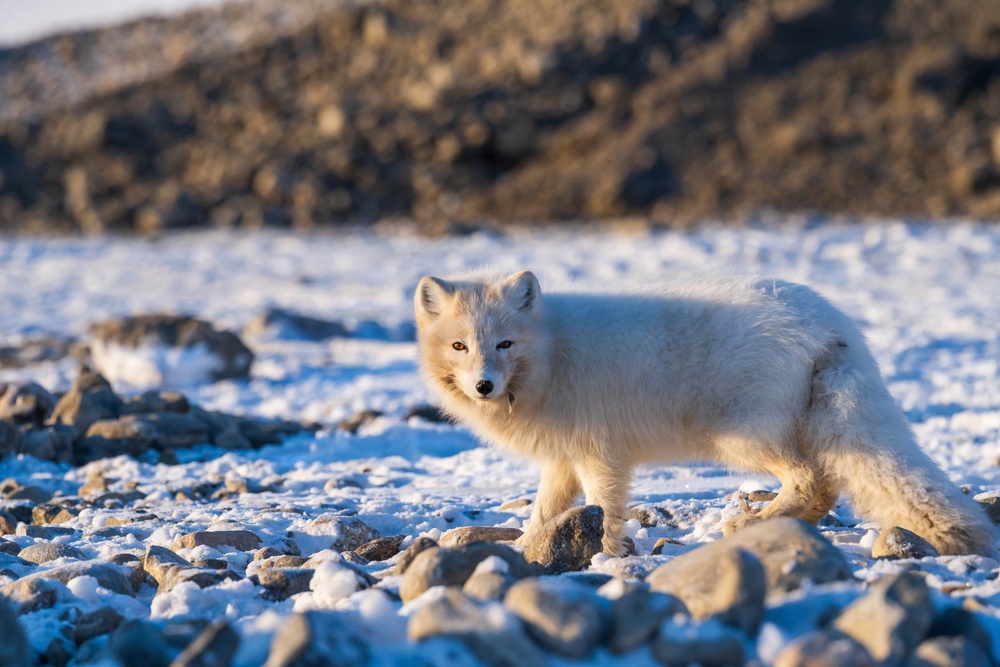 Wildlife at the Top of the World