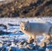 Wildlife at the Top of the World
