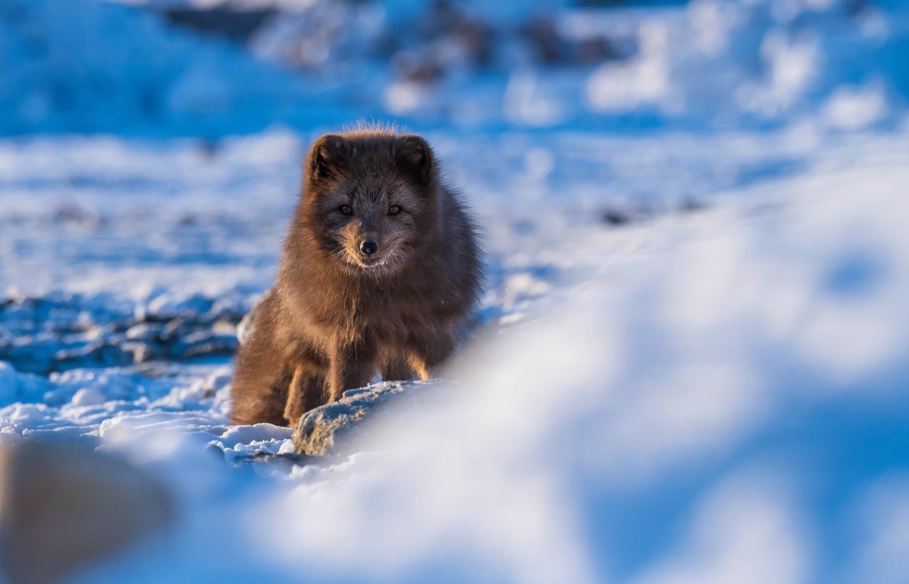 Wildlife at the Top of the World