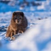 Wildlife at the Top of the World